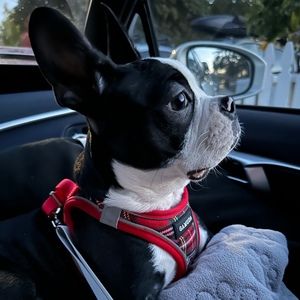 Meet your Posher, Angelica mae